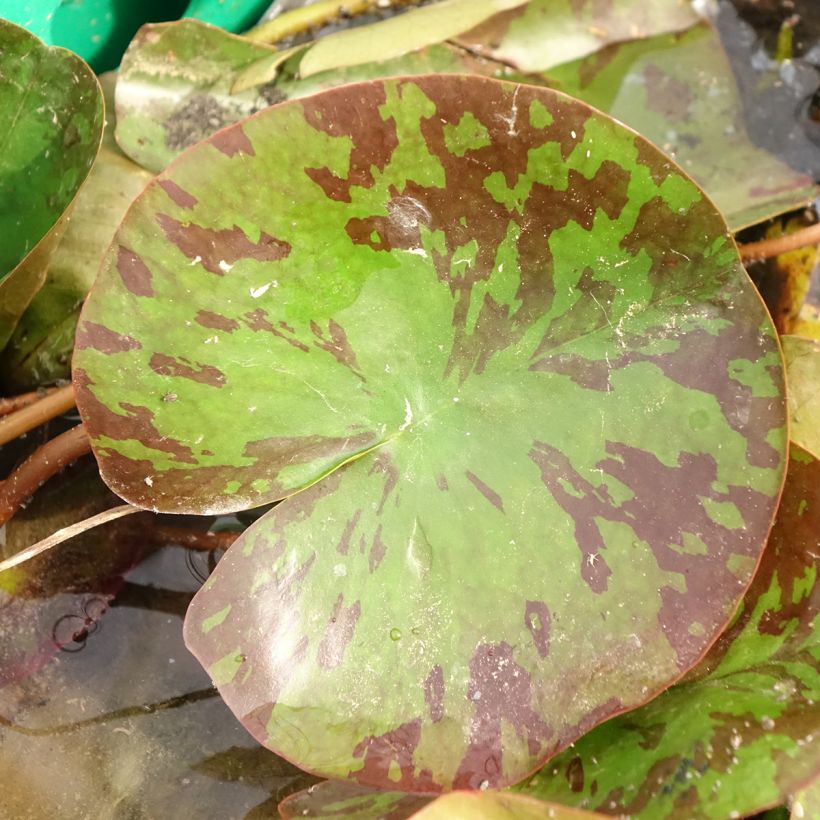 Nymphaea Barbara Davies - Nénuphar rustique (Foliage)