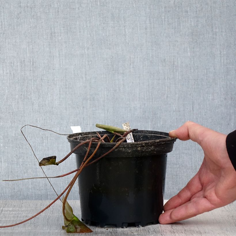 Example of Nymphaea Barbara Davies - Nénuphar rustique Pot de 1,5L/2L as you get in printemps