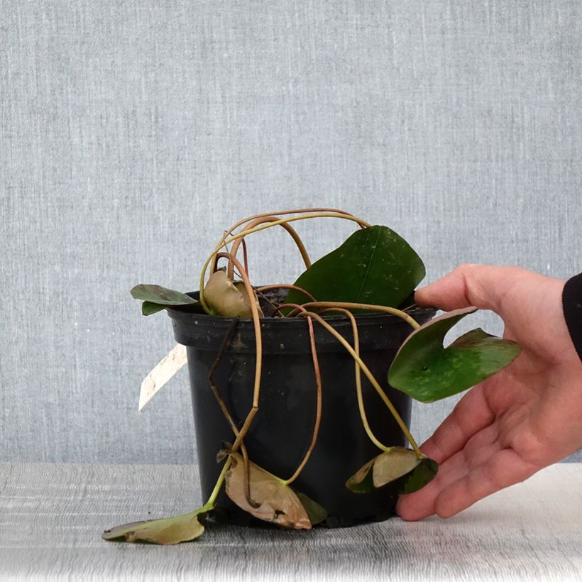 Example of Nymphaea Berthold - Nénuphar rose, nain rustique Pot de 1,5L/2L as you get in printemps