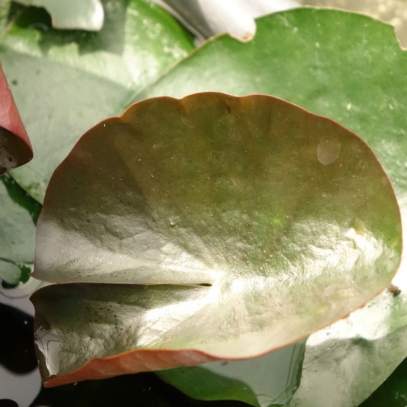 Nymphaea Black Princess - Nénuphar rustique (Foliage)