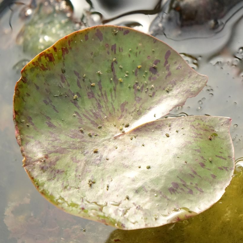 Nymphaea Carolina Sunset - Nénuphar rustique, jaune et pêche cuivré (Foliage)