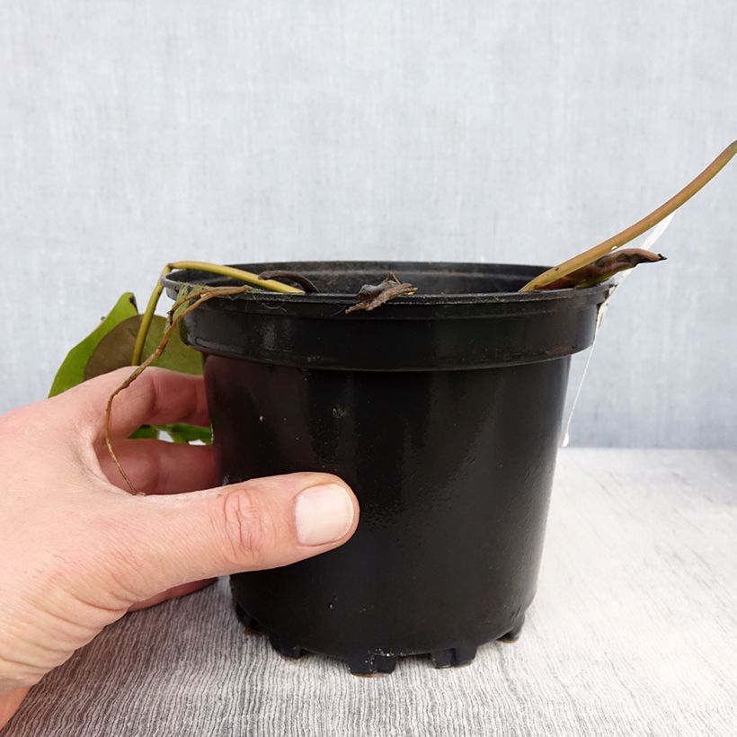 Example of Nymphaea Celebration - Nénuphar rustique rose fuchsia Pot de 1,5L/2L as you get in printemps