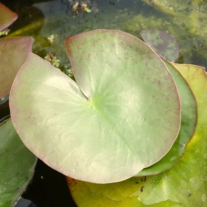 Nymphaea Clyde Ikins - Nénuphar rustique jaune cuivré (Foliage)