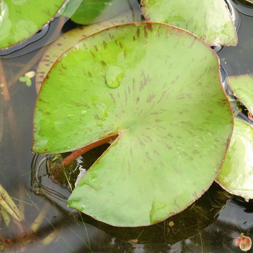 Nymphaea Comanche - Nénuphar rustique rose saumon (Foliage)