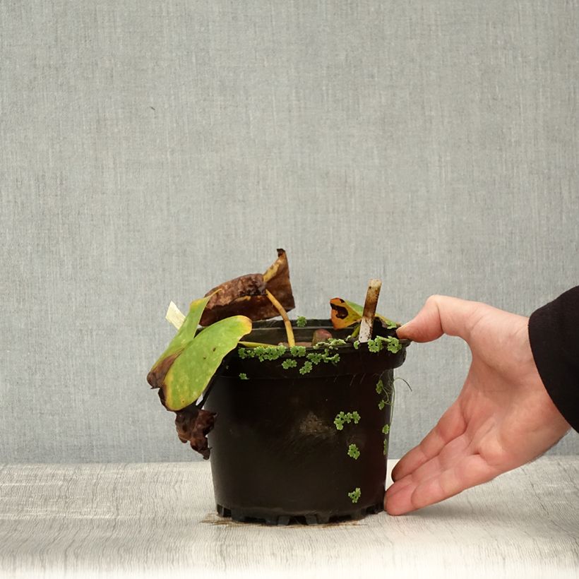 Example of Nymphaea Conqueror - Nénuphar rustique rouge Pot de 1,5L/2L as you get in automne