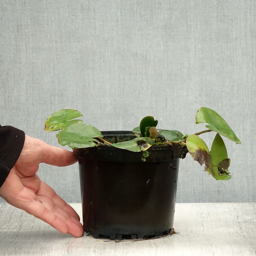 Example of Nymphaea Dahlia - Nénuphar rustique rose double Pot de 1,5L/2L as you get in automne