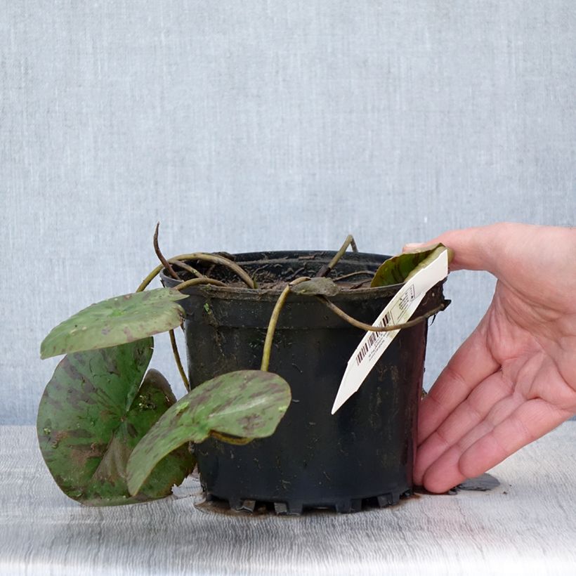 Example of Nymphaea Darwin - Nénuphar rustique rose Pot de 1,5L/2L as you get in printemps