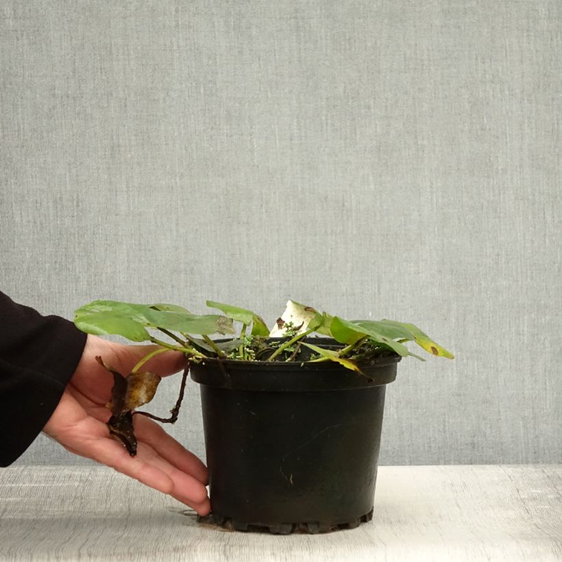 Example of Nymphaea Denver - Nénuphar rustique fleurs doubles ivoire Pot de 1,5L/2L as you get in automne