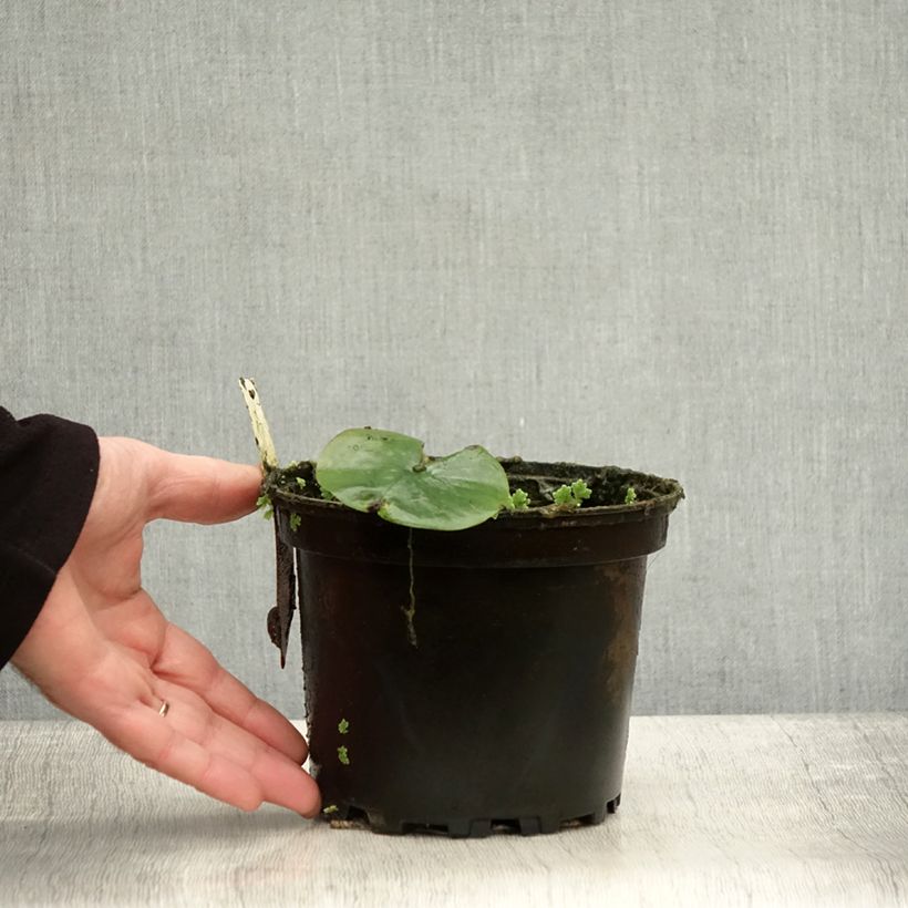Example of Nymphaea Eugenia de Lande - Nénuphar rustique rose tendre Pot de 1,5L/2L as you get in automne