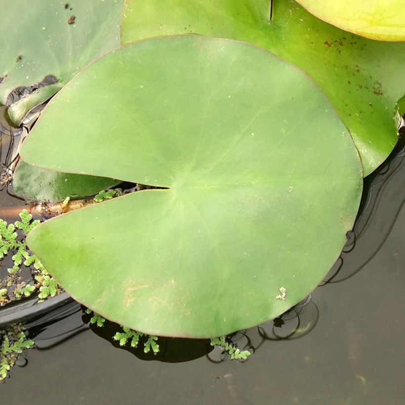Nymphaea Eugenia de Lande - Nénuphar rustique rose tendre (Foliage)