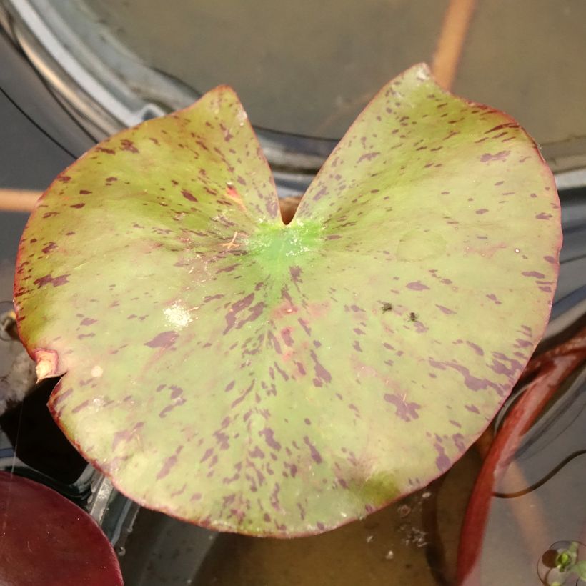 Nymphaea Fire Opal - Nénuphar rustique (Foliage)