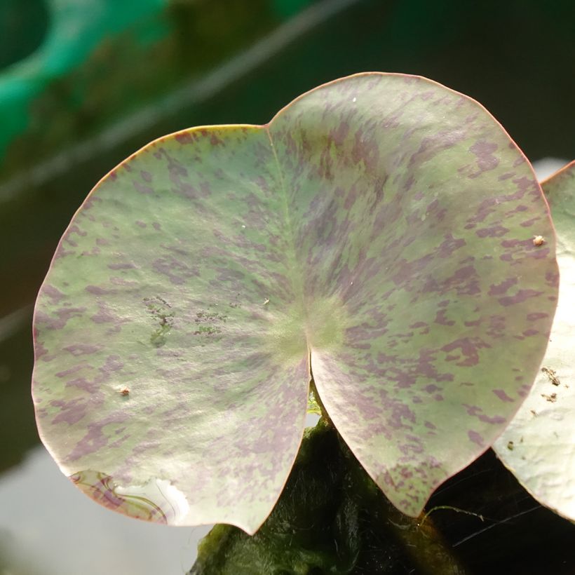Nymphaea Florida Sunset - Nénuphar rustique pêche cuivré (Foliage)