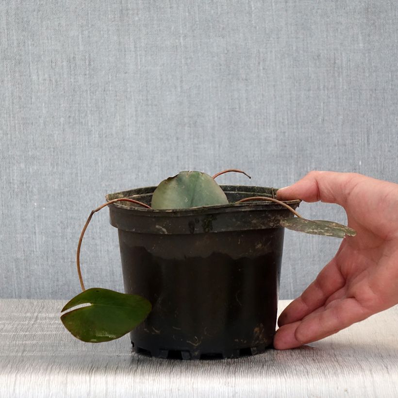 Example of Nymphaea Froebelii - Nénuphar nain rustique Pot de 1,5L/2L as you get in printemps