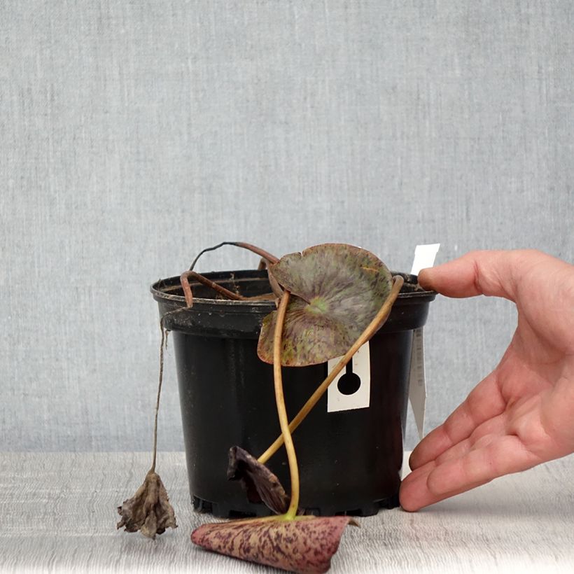 Example of Nymphaea Gregg's Orange Beauty - Nénuphar rustique bicolore Pot de 1,5L/2L as you get in printemps