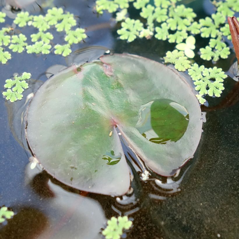 Nymphaea James Brydon - Nénuphar rustique (Foliage)