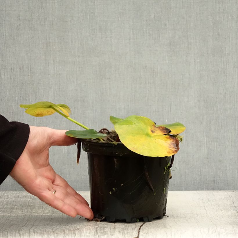 Example of Nymphaea Jean de la Marsalle - Nénuphar rustique rouge rose Pot de 1,5L/2L as you get in automne