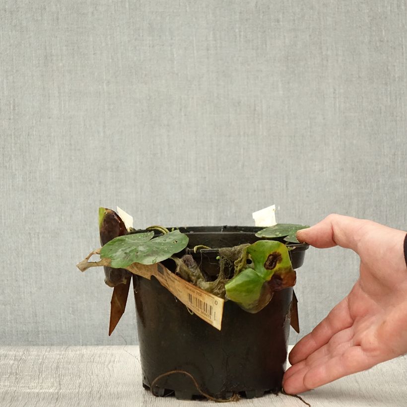 Example of Nymphaea Lily Pons - Nénuphar rustique rose Pot de 1,5L/2L as you get in automne
