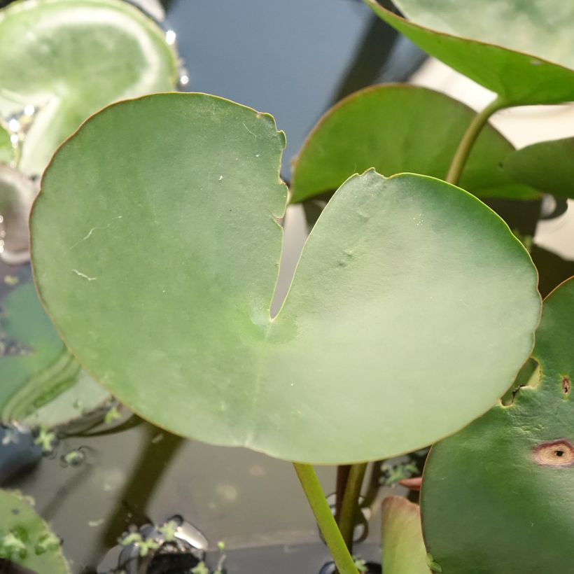 Nymphaea Marliacea Carnea - Nénuphar rustique (Foliage)