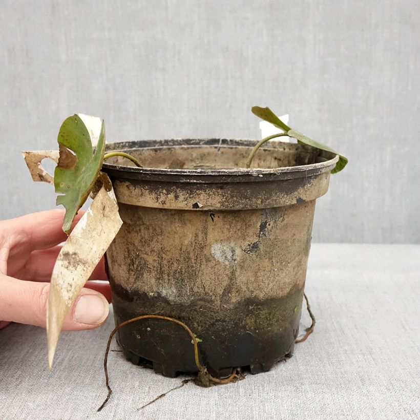 Example of Nymphaea Newton - Nénuphar rustique rose Pot de 1,5L/2L as you get in hiver