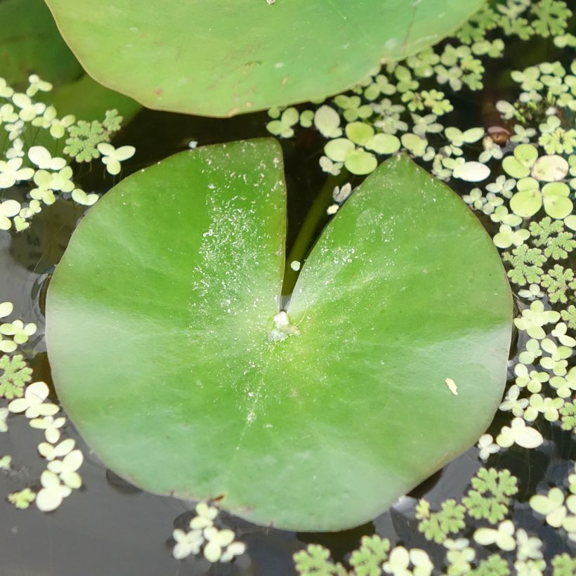 Nymphaea Odorata Alba - Nymphée odorante (Foliage)