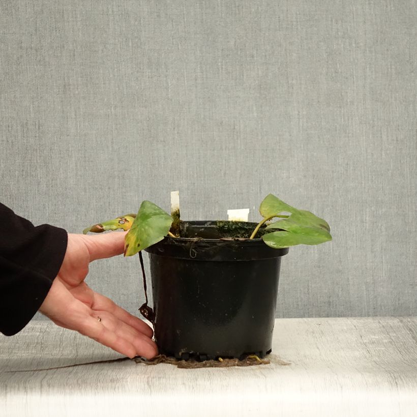 Example of Nymphaea Odorata Suavissima - Nénuphar rustique rose Pot de 1,5L/2L as you get in automne