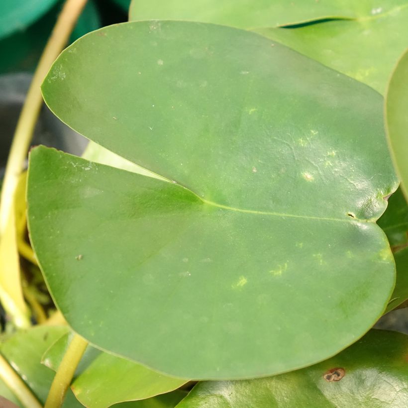Nymphaea Perry's Double White - Nénuphar rustique (Foliage)