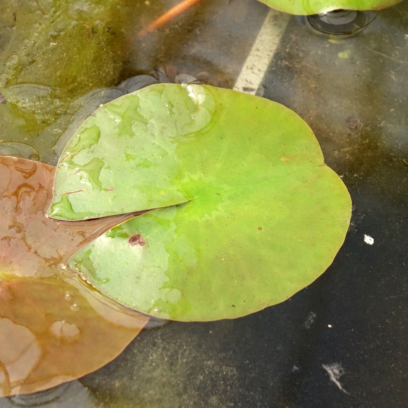 Nymphaea Peter Slocum - Nénuphar rustique rose parme (Foliage)