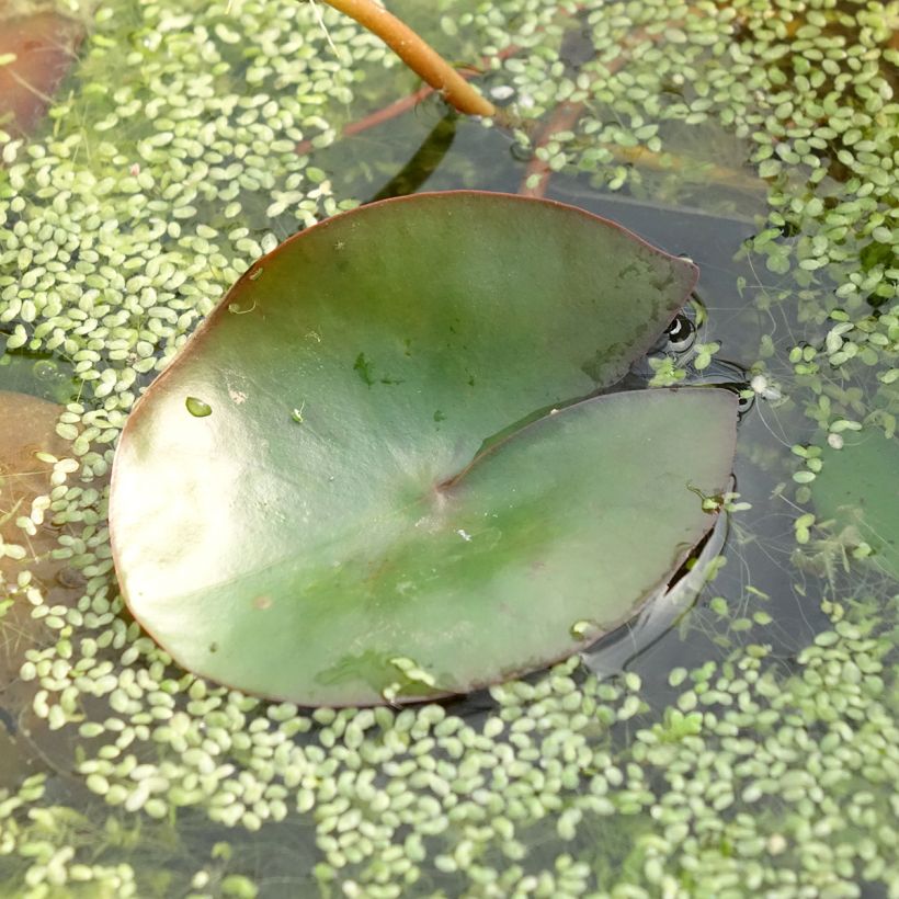Nymphaea Pygmaea Rubra - Nénuphar nain rustique rouge (Foliage)