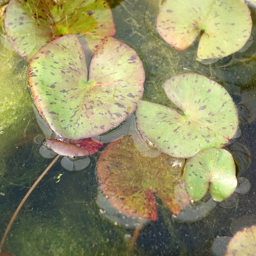 Nymphaea Red Spider - Nénuphar rustique rouge (Foliage)