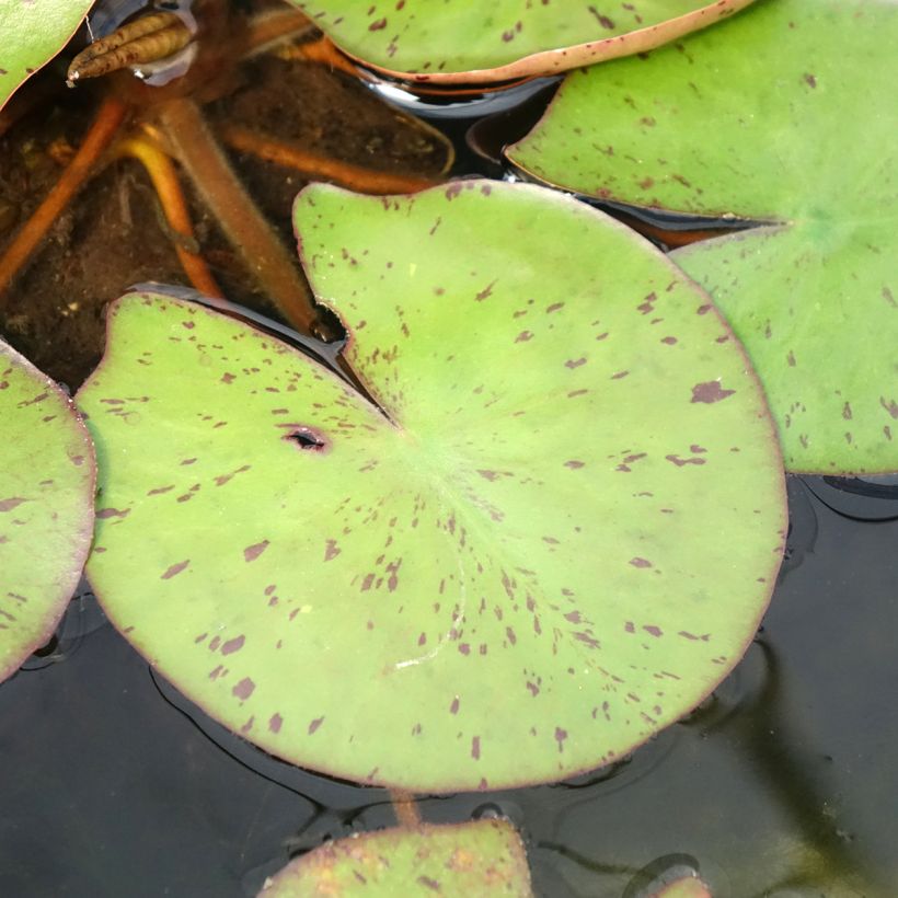 Nymphaea Sioux - Nénuphar rustique (Foliage)