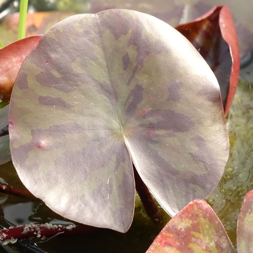 Nymphaea Starbright - Nénuphar rustique (Foliage)