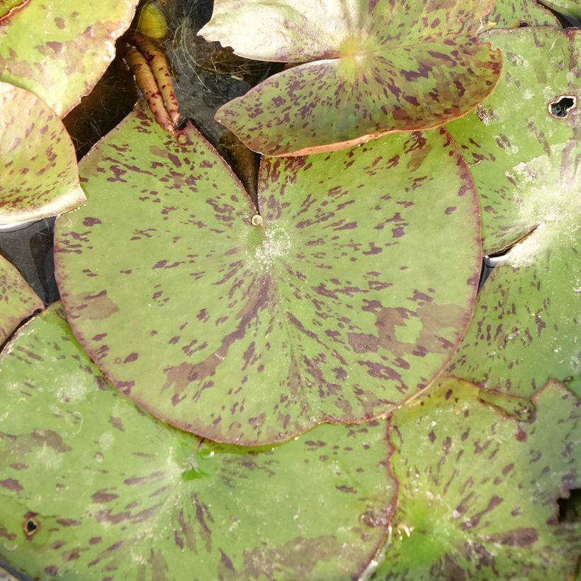 Nymphaea Texas Dawn - Nénuphar rustique (Foliage)