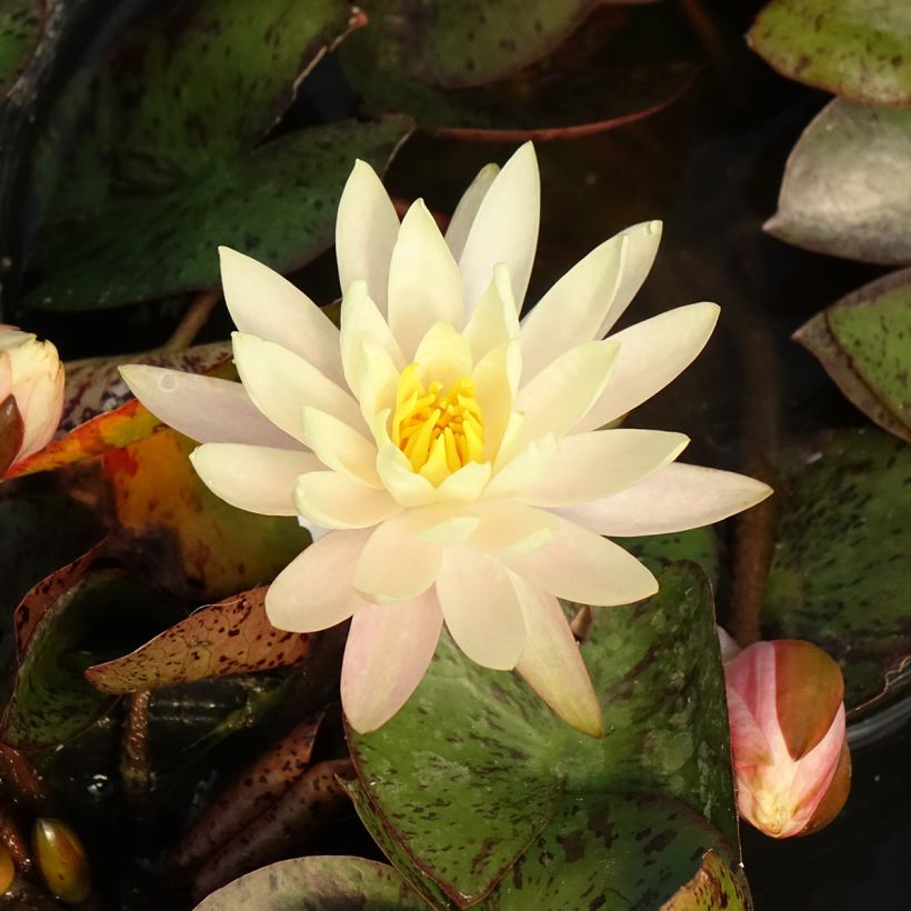 Nymphaea Texas Dawn - Nénuphar rustique (Flowering)