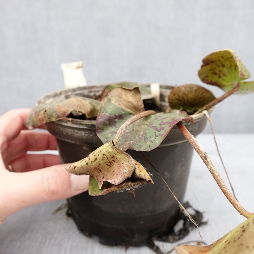 Example of Nymphaea Texas Dawn - Nénuphar rustique Pot de 1,5L/2L as you get in hiver
