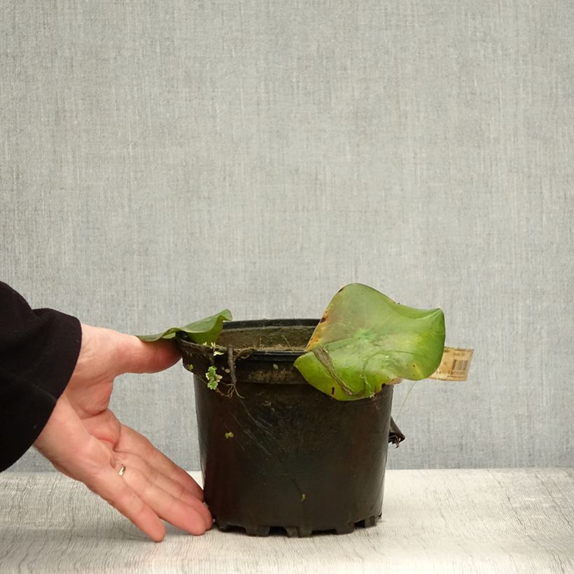 Example of Nymphaea Virginalis - Nénuphar rustique Pot de 1,5L/2L as you get in automne