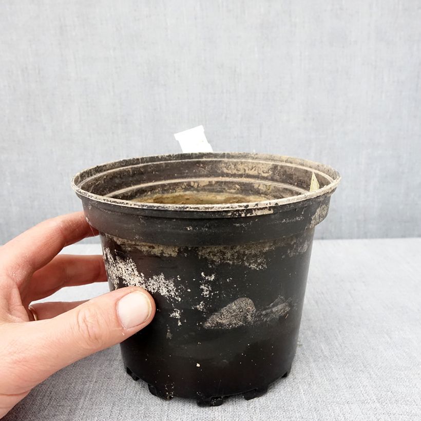 Example of Nymphaea White Sultan - Nénuphar rustique blanc Pot de 1,5L/2L as you get in hiver