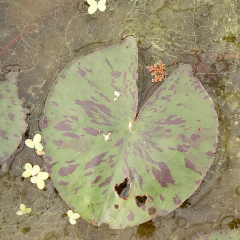 Nymphaea Yellow Enigma - Nénuphar rustique jaune (Foliage)
