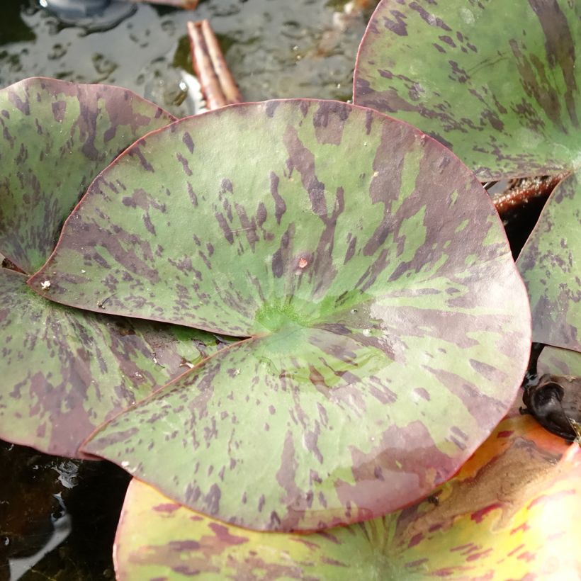 Nymphaea Yellow Queen - Nénuphar rustique jaune (Foliage)
