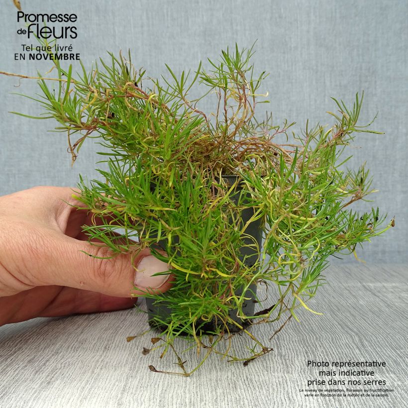 Example of Oeillet des rochers - Petrorhagia saxifraga Godet de 8/9 cm as you get in automne
