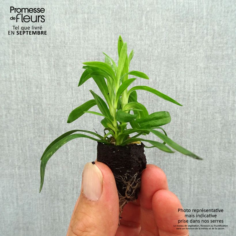 Example of Oeillet double vivace Sunflor Cosmos - Dianthus hybride Mini-motte Ø 1,5/2,5 cm as you get in automne
