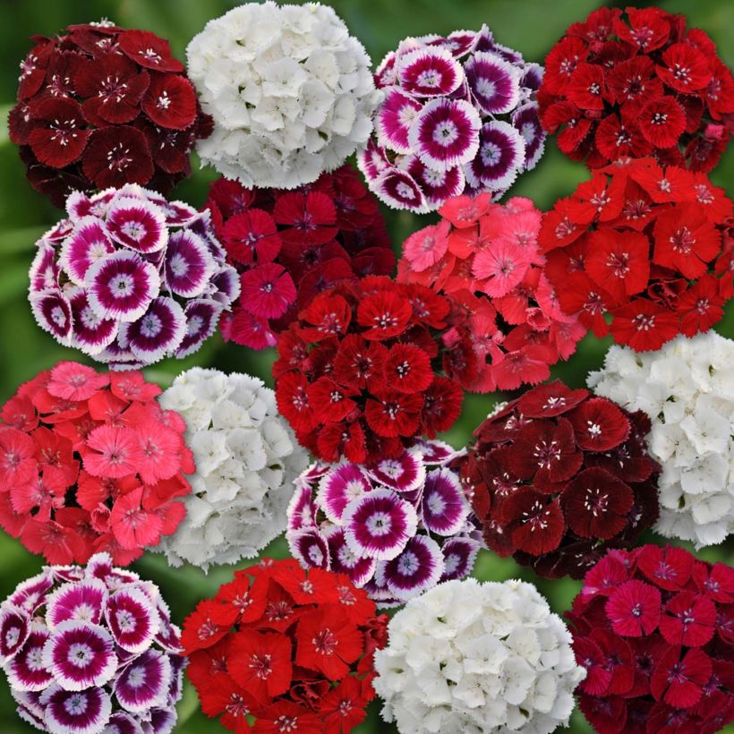 Oeillet de poète Gigas Mix - Dianthus barbatus (Flowering)