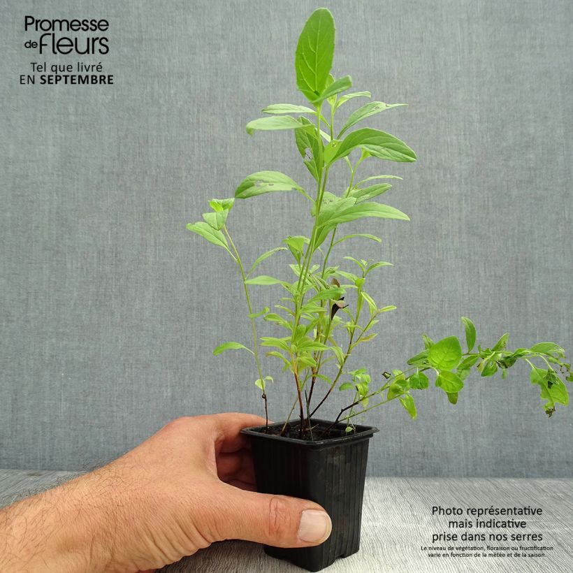 Example of Oenothera speciosa - Oenothère rose Godet de 7/8 cm as you get in automne