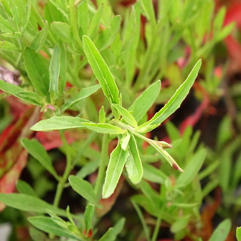 Oenothera speciosa Siskiyou - Onagre rose  (Foliage)