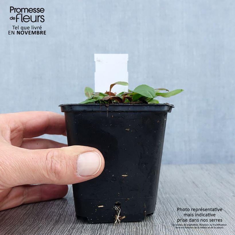 Example of Oenothera tetragona - Onagre tétragone Godet de 8/9 cm as you get in automne