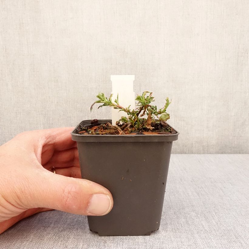 Example of Oenothera Twilight - Onagre Godet de 8/9 cm as you get in printemps