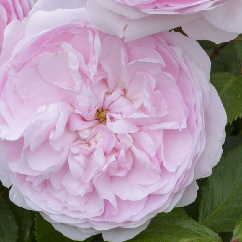 Rosier Tige David Austin Olivia Rose Austin (Flowering)