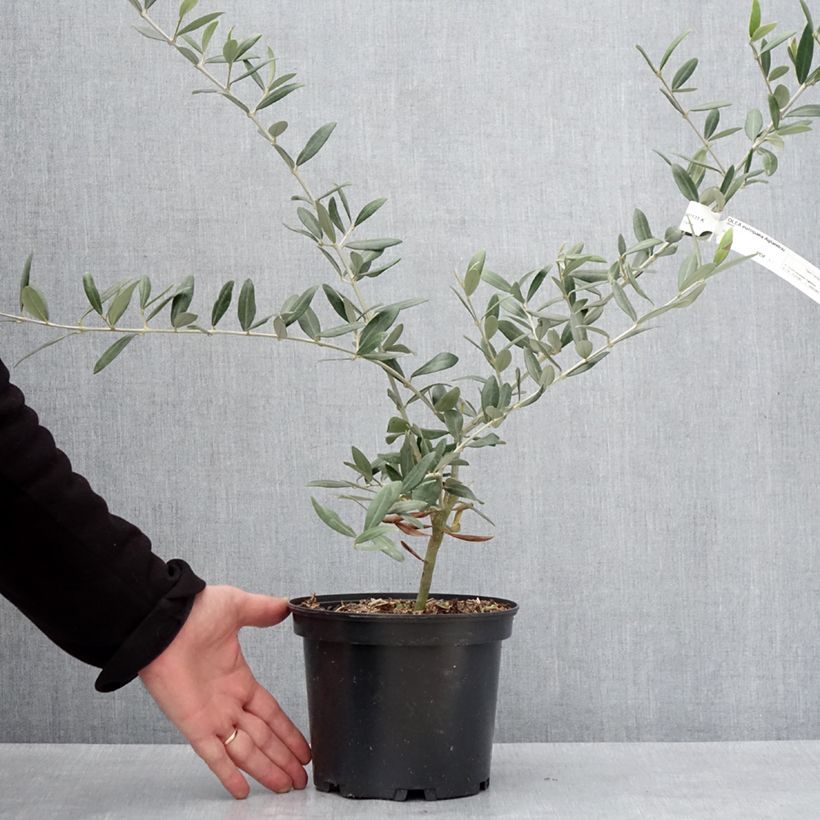 Example of Olivier Aglandau - Olea europaea Pot de 4L/5L as you get in hiver