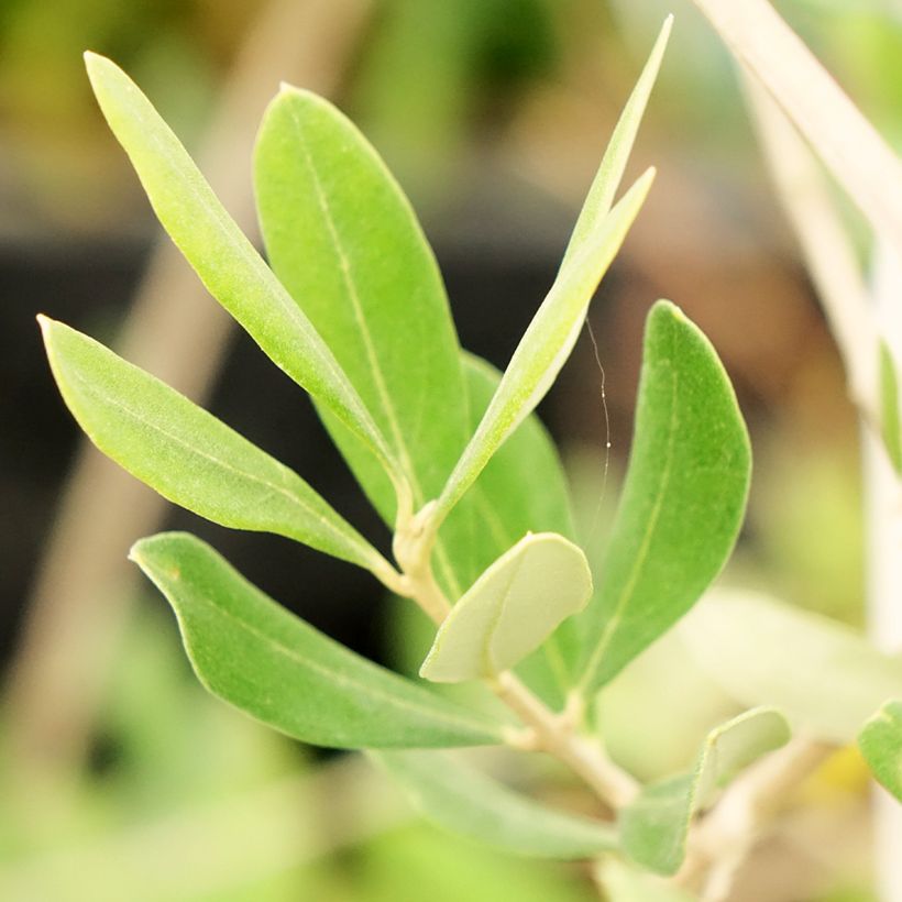 Olivier Frantoio - Olea europaea (Foliage)