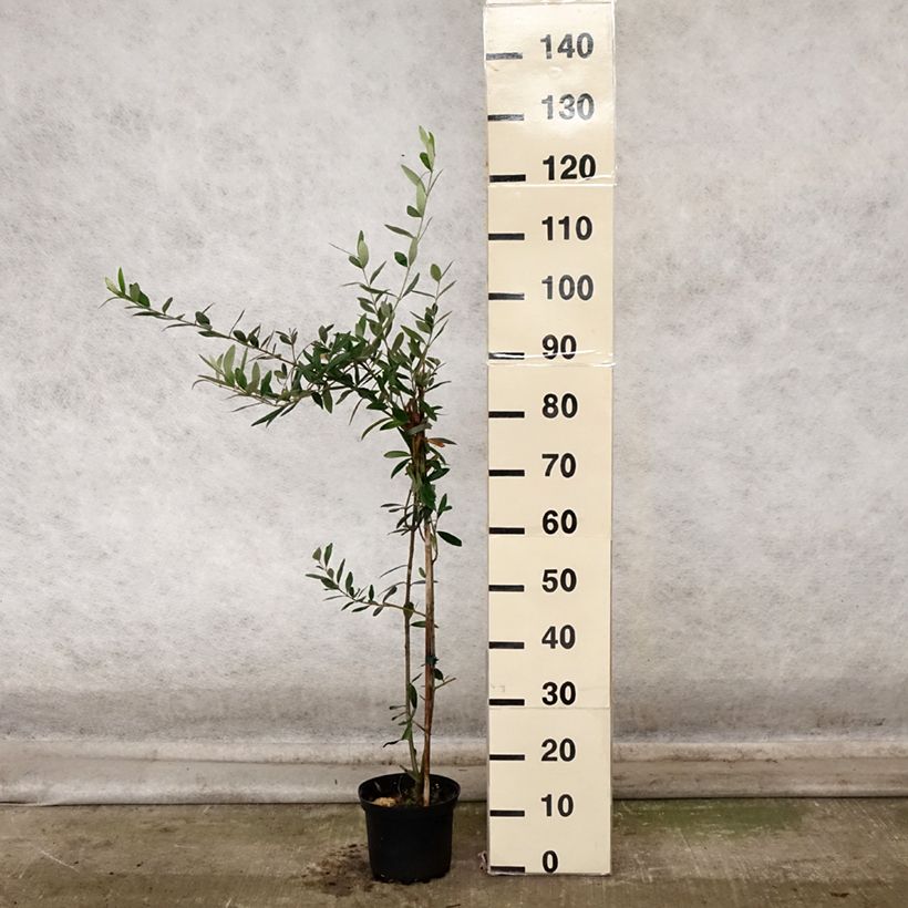 Example of Olivier Frantoio - Olea europaea Pot de 3L/4L as you get in automne