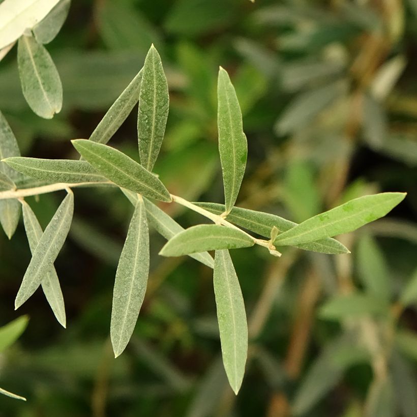 Olivier Lucques - Olea europaea (Foliage)